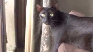 When cats get upset on seeing a birdy fly away