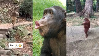 Funny Monkey core 🤣OMG 😂🤣