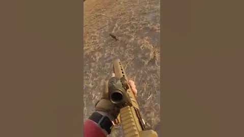 Somersaulting boar on the flats