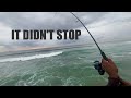 Exciting week of fishing  shad and mullet durban