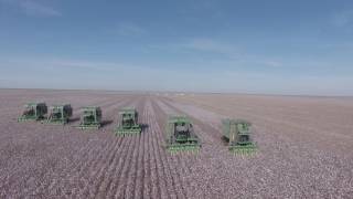 Cosecha de Algodón. Finca Tolloche, Salta, Argentina.