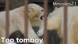 Polar Bears やんちゃ過ぎるリラ 落とされたり 頭ぶつけたり