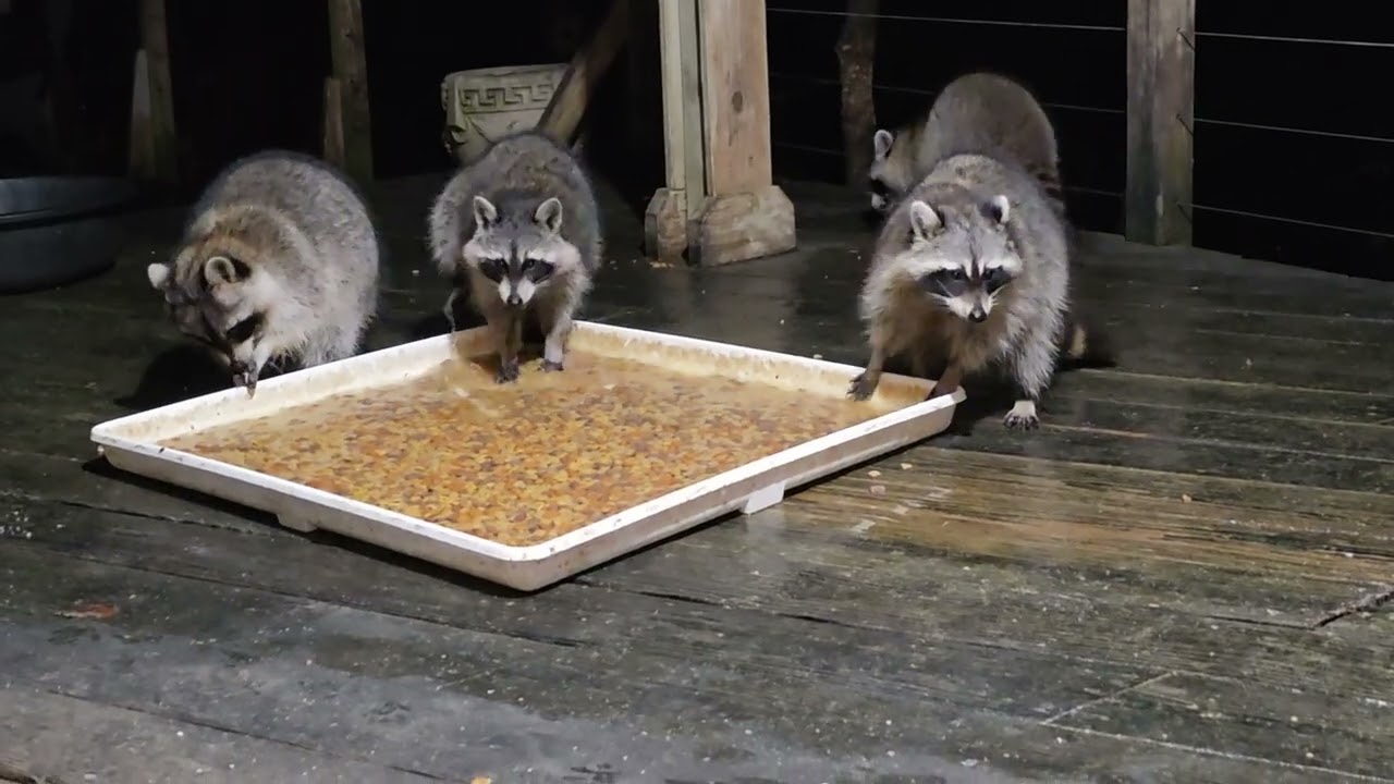 Tuesday Jan 6th sidekick and Cateract male meet today