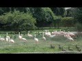 Flamingo Food