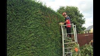 Conifer Hedge (12ft deep) Big Reduction Job!!!