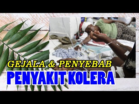 PENYAKIT KOLERA PADA MANUSIA, GEJALA, PENYEBAB DAN PENGOBATANNYA