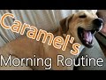 Spoiled Dog's Morning Routine. Yes, This is True Spoiled Dog's Morning Routine. Yes, This is True