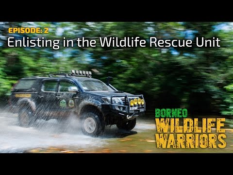 Enlisting in the Wildlife Rescue Unit [4K] | Borneo Wildlife Warriors (S01E02) | SZtv