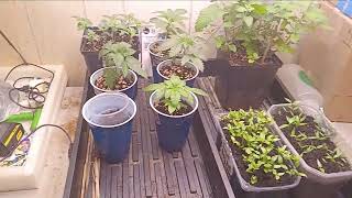 Banana Sherbet & Strawberry Banana #CanukSeeds  #FarmliteLED