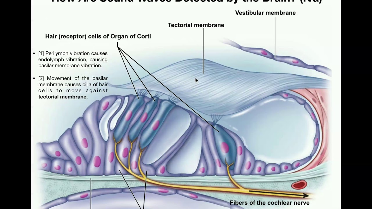 Anatomy Of The Cochlea Explore Organs And Anatomy Diagram