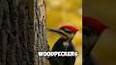 The Fascinating World of Woodpeckers ile ilgili video