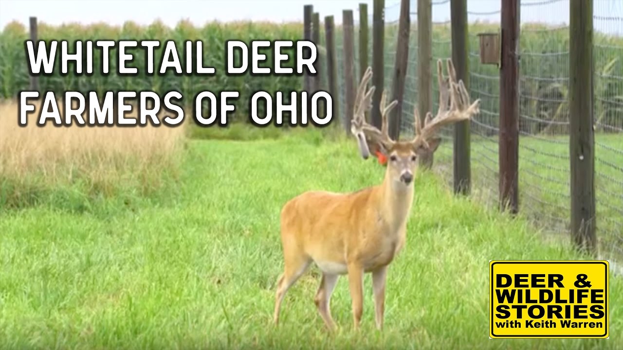Whitetail Deer Farmers of Ohio Deer & Wildlife Stories YouTube