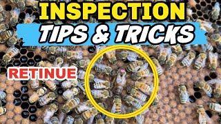 Beekeeping Inspection For New Beginners Experienced Beeks