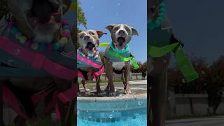 My dogs first time swimming  #doglover #swimming #dogsswimming #shortsfeed #funnyshorts