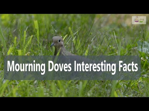 Are Passenger Pigeons the ancestors of Mourning Doves? I FusionBuff Chronicles