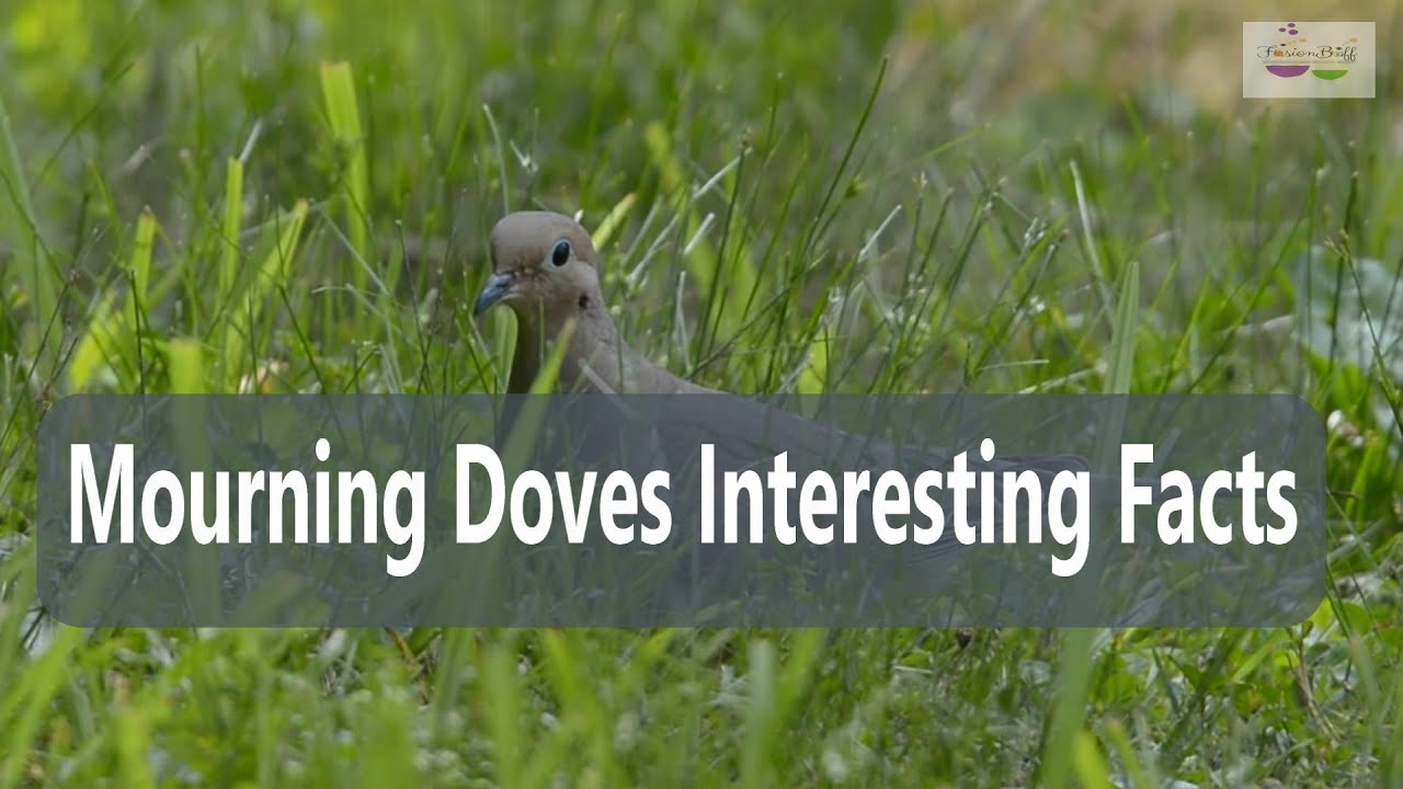 Are Passenger Pigeons The Ancestors Of Mourning Doves I FusionBuff are-passenger-pigeons-the-ancestors-of-mourning-doves-i-fusionbuff