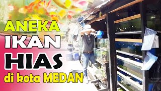 ANEKA IKAN HIAS DI KOTA MEDAN