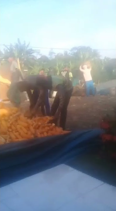 story kuli jagung