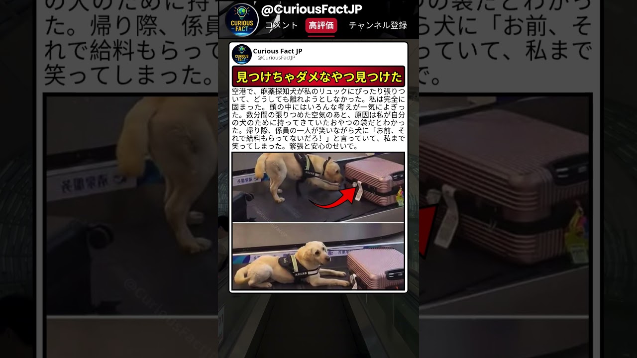 この犬、仕事を忘れてる気がする 🤣