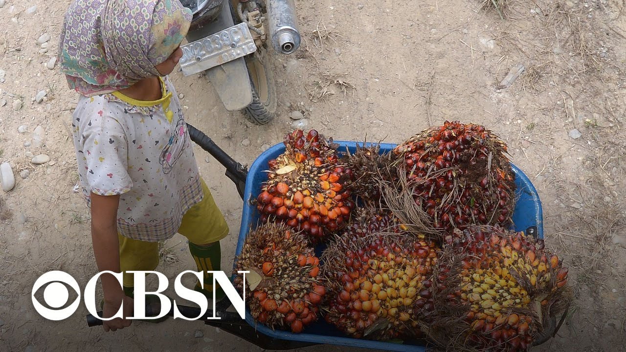AP investigation uncovers child labor and slavery in lucrative palm oil industry
