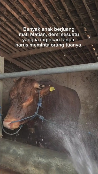 STORY WA PETERNAK MUDA LOS #peternakmuda #tukangngarit