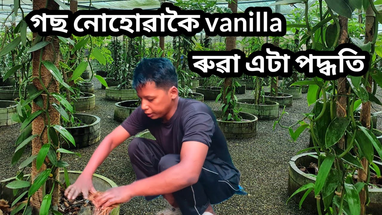 গছ নোহোৱাকৈ vanilla ৰুৱা এটা পদ্ধতি/ best way to plant a vanilla plant/New idea for planting vanilla