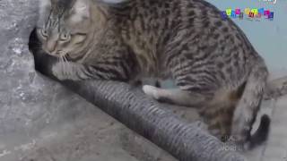 Приколы про кошек. кошки видео Приколы про кошек. кошки видео