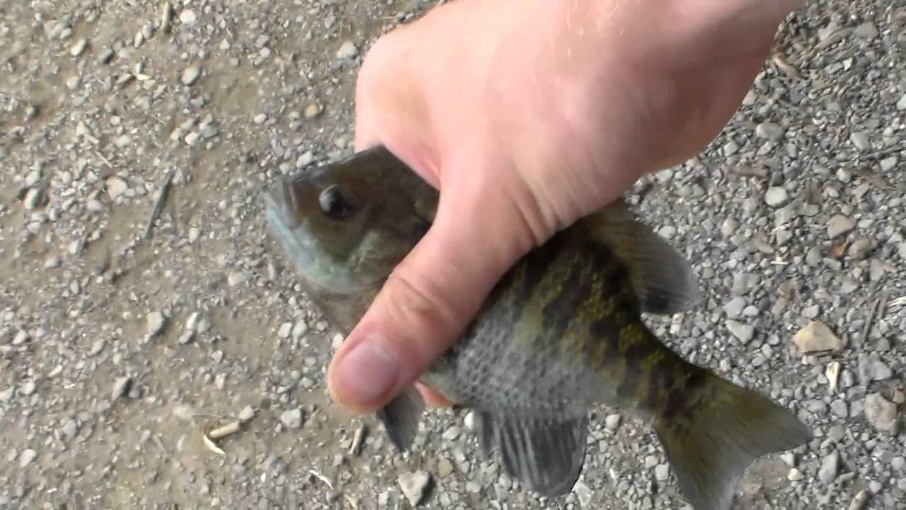 Fishing At Hemlock Lake Youtube intended for fishing tips hemlock lake intended for Fantasy Fishing At Hemlock Lake Youtube intended for fishing tips hemlock lake intended for Fantasy