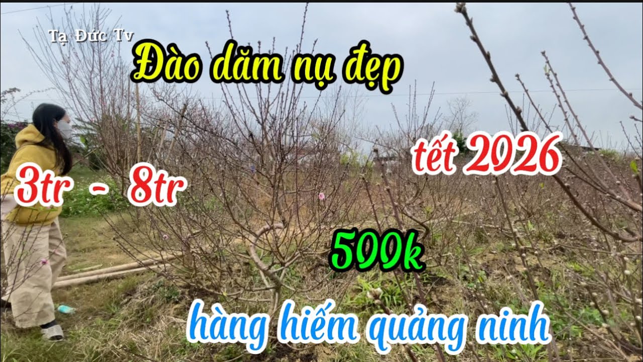 Цены на редкие, красивые ветки персикового дерева в провинции Куанг Нинь.