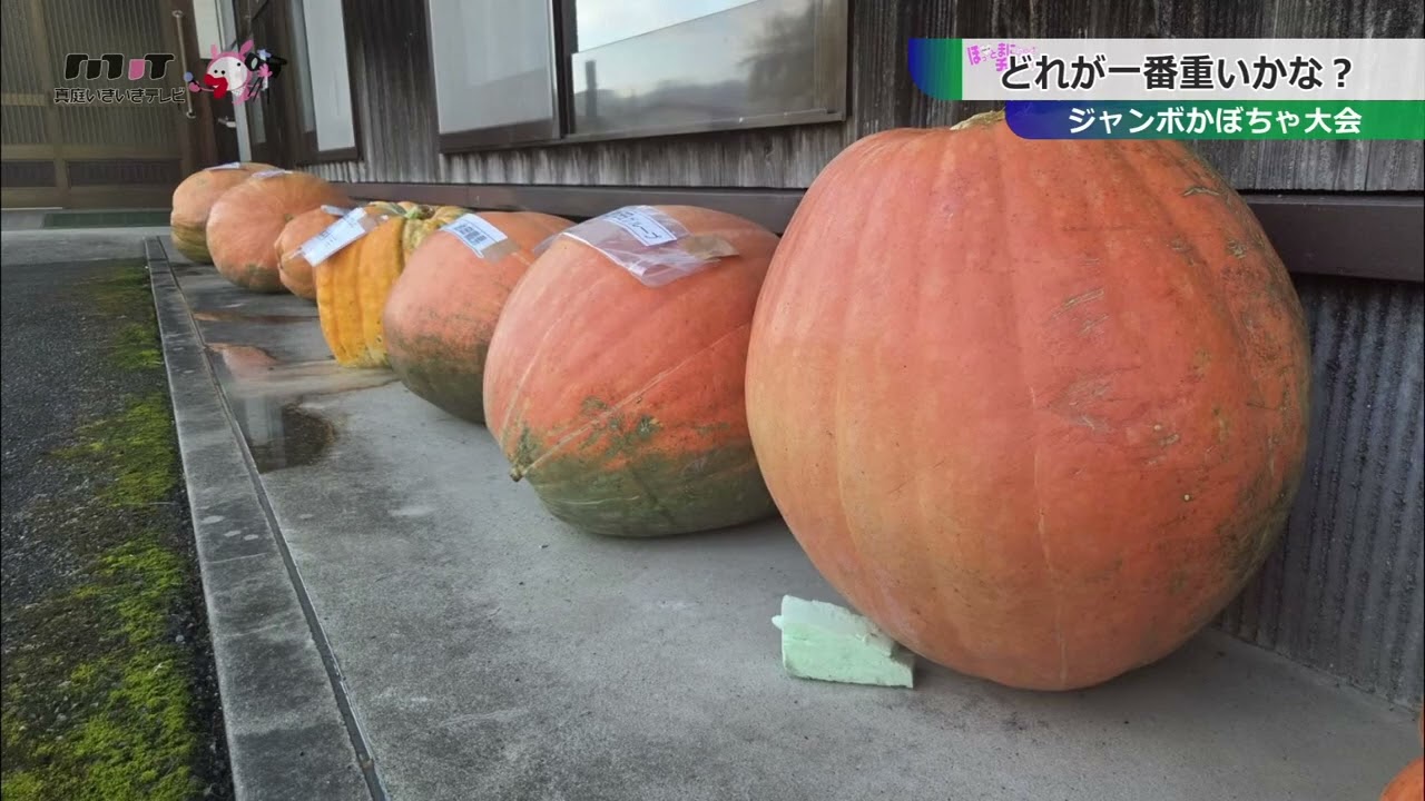 ぽちゃ YouTube