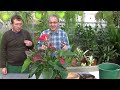 Tuto jardin : anthurium andreanum:Comment faire l'Entretien et l'arrosage:plante verte d'intérieur Mp3 Song