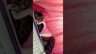 #Елена Степаненко-Сборник #юмор #смех #прикол - #cat #рекомендации #шортс #кошечка мая #любовь
