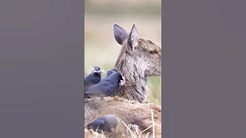 Strange Situation Birds Use Deer Fer For Their Nests 