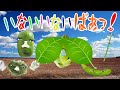 キノコが踊る!ドコノコノキノコ いないいないばあっ!やさいのうた バージョン!【おかあさんといっしょ】
