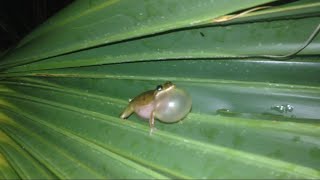 Squirrel Tree Frog Calling After a Florida Thunderstorm