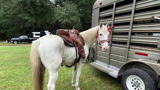 “Clouds” kid/beginner safe trail horse