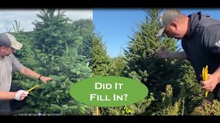 Christmas Tree trainers work wonders to correct growing imperfections