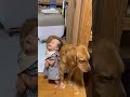 1歳はるちゃんと4歳ゴールレトリバーめいちゃん