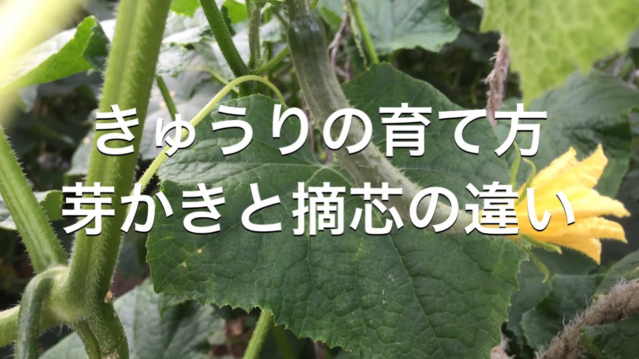 家庭菜園に役立つきゅうり栽培 芽かきと摘芯の違い Youtube