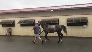 Fly the Coop - 4 year old - Grey Gelding - Charlestown, WV