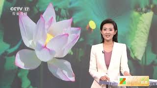 [中国三农报道]浙江建德：“荷花经济”助力乡村振兴|农业致富经 Agriculture And Farming