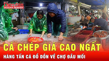 Cá chép giá tăng gấp 3 lần năm ngoái, tiểu thương đua nhau vận chuyển về các chợ đầu mối