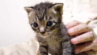 ミルクが待ちきれなかった子猫。1秒も我慢できなくて、とっても可愛い