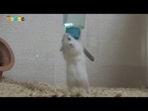 どうしても登りたいハムスター