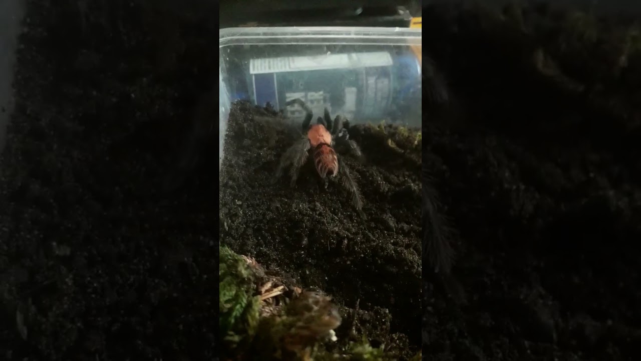 Guatemala tiger rump 