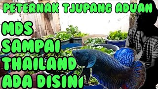 TJUPANG ADUAN MASIH BERTAHAN DI ERA SEKARANG