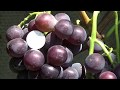 Японские сорта винограда