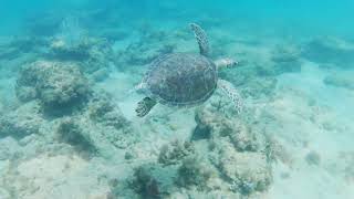 Lbts Turtle Close Up