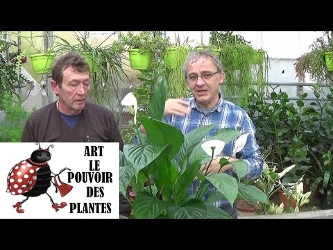 Tuto jardin: Spathiphyllum: Comment faire l'Entretien et l'arrosage: plante verte d'intérieur