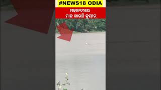 Crocodile News | ସାବଧାନ୍  Cuttack Mahanadiରେ ବୁଲୁଛି କୁମ୍ଭୀର | Crocodile Attack | Mahanadi River